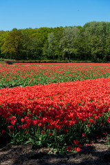 Netherlands,Lisse, a red flower in a garden