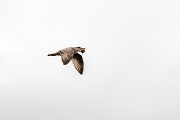 Young Herring Gull in Flight