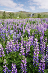 Obraz premium Blooming lupine and Skogafoss waterfall, Iceland