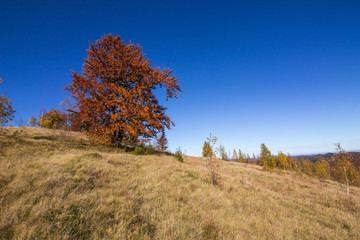 Fototapeta premium Autumn in Carpatians mountains Ukraine Lypovitca