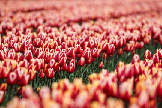A picture from the amazing tulip fields in Netherlands during the cloudy, rainy spring day. The colorful flowers are everywhere.  