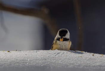 Obraz na płótnie Canvas Chickadee with a hidden peanut from a snow drift, wing marks in the fresh snow.