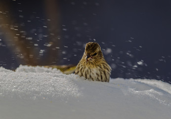 Pine Siskin with a seed, getting bombarded with blowing snow
