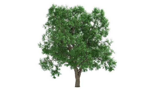 3D realistic tree isolated on white with alpha channel to be used for architecture visualization or motion graphics.