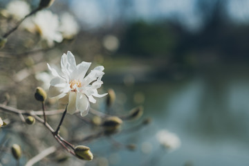 stellata magnolia flowers on a branch in the spring