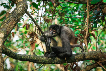 Endemic Spider Monkey in the Rain Forest, Belize 
