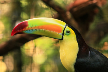 Bright Toucan with Yellow Beak in the Rain Forest, Belize