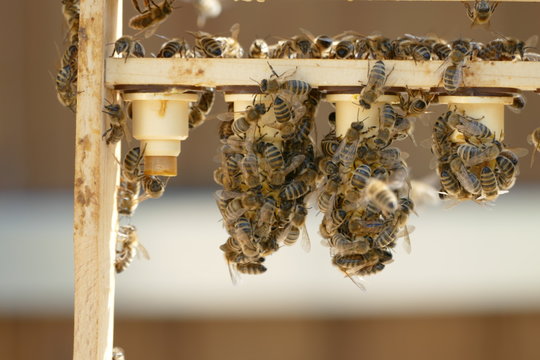 Bienen Zucht K&ouml;nigin Ableger Wabe Wachs Imkerei Honig