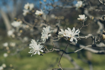 stellata magnolia flowers on a branch in the spring