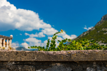 Background image. In the background is a blurred landscape of tourists, an old building, mountains and a blue sky. In the foreground part of the concrete wall and green plant, Montenegro