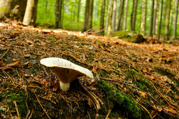 Fototapeta premium A picture from the old deep Boubín wood in Czech Republic. 