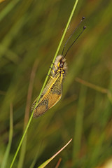 Libelloides longicornis (LINNAEUS, 1764) langfühleriger Schmetterlingshaft , Männchen 13.06.2017 DE, BW, Kaiserstuhl