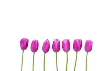 Pink tulips border isolated on white background.Copy space, top view Mothers day design weeding card.