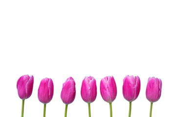 Pink tulips isolated on white background. Copy space, top view Mothers day design weeding card.