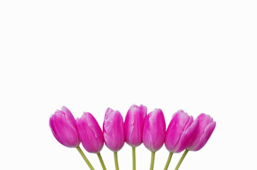 Pink tulips isolated on white background. Copy space, top view, Weeding card design, mothersday gift. 
