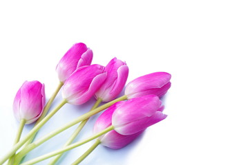 Beautiful pink tulips isolated on white background, love theme, weeding and mothersday design