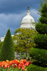 View of the United States Capitol Building in the spring, with red and orange tulips