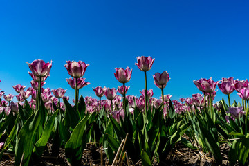 Netherlands,Lisse, a bunch of pink flowers