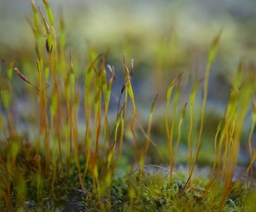 moss close up