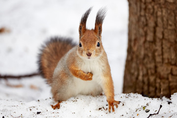 Naklejka na ściany i meble Squirrel in the forest in winter