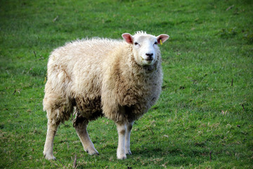 Naklejka na ściany i meble Devon sheep in a field