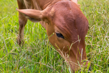 pasture cow