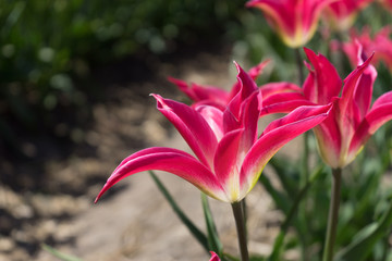 Netherlands,Lisse, a pink flower on a plant