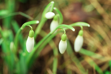 Snowdrop spring flowers. Delicate Snowdrop flower is one of the spring symbols.