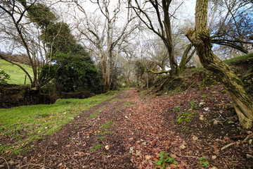 Woods in South West Devon