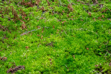 Obraz premium Parc National de Skuleskogen