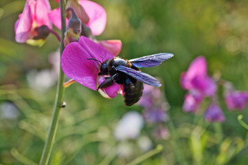 Fototapete bei efototapeten.de bestellen   