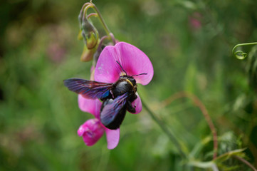 Fototapete bei efototapeten.de bestellen   