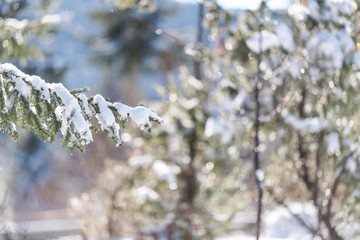 fir tree branch covered with snow