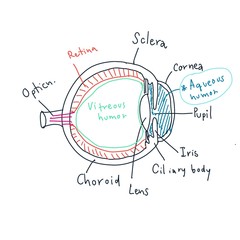 Obraz premium Eye anatomy