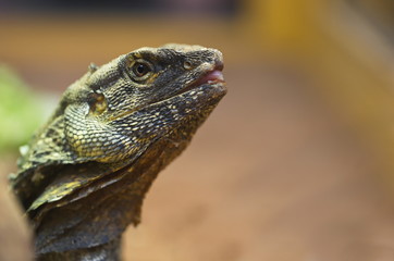 Echse