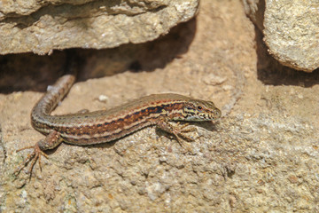Lizard sitting on stone under sun, detailed image of lizard, selective focus