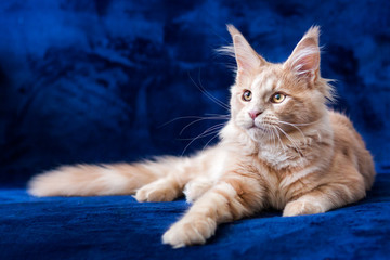 Adorable small maine coon cream tabby kitten lying
