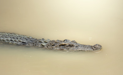 Crocodile in the water, Vietnam