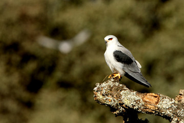 Black-shouldered kite. Elanus caeruleus
