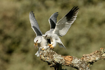 Obraz premium Male and female of Black-shouldered kite. Elanus caeruleus