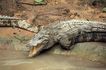 Crocodile in the water, Vietnam