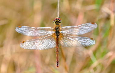 Macro shots, Beautiful nature scene dragonfly. 