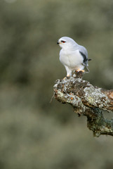  Black-shouldered kite. Elanus caeruleus