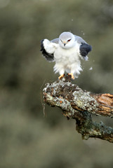  Black-shouldered kite. Elanus caeruleus