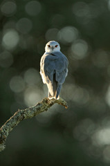 Black-shouldered kite. Elanus caeruleus