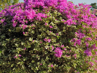 Obraz premium Beautiful pink magenta bougainvillea paper flowers (Bougainvillea glabra) blossom blooming, flowers texture background. 