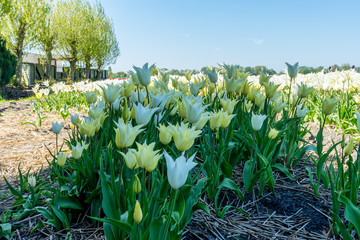 Netherlands,Lisse, a close up of a flower garden