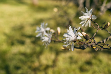 stellata magnolia flowers on a branch in the spring