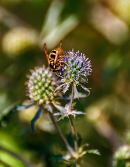Wasp collecting nectar and pollinating eryngium.