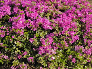Beautiful pink magenta bougainvillea paper flowers (Bougainvillea glabra) blossom blooming, flowers texture background.	